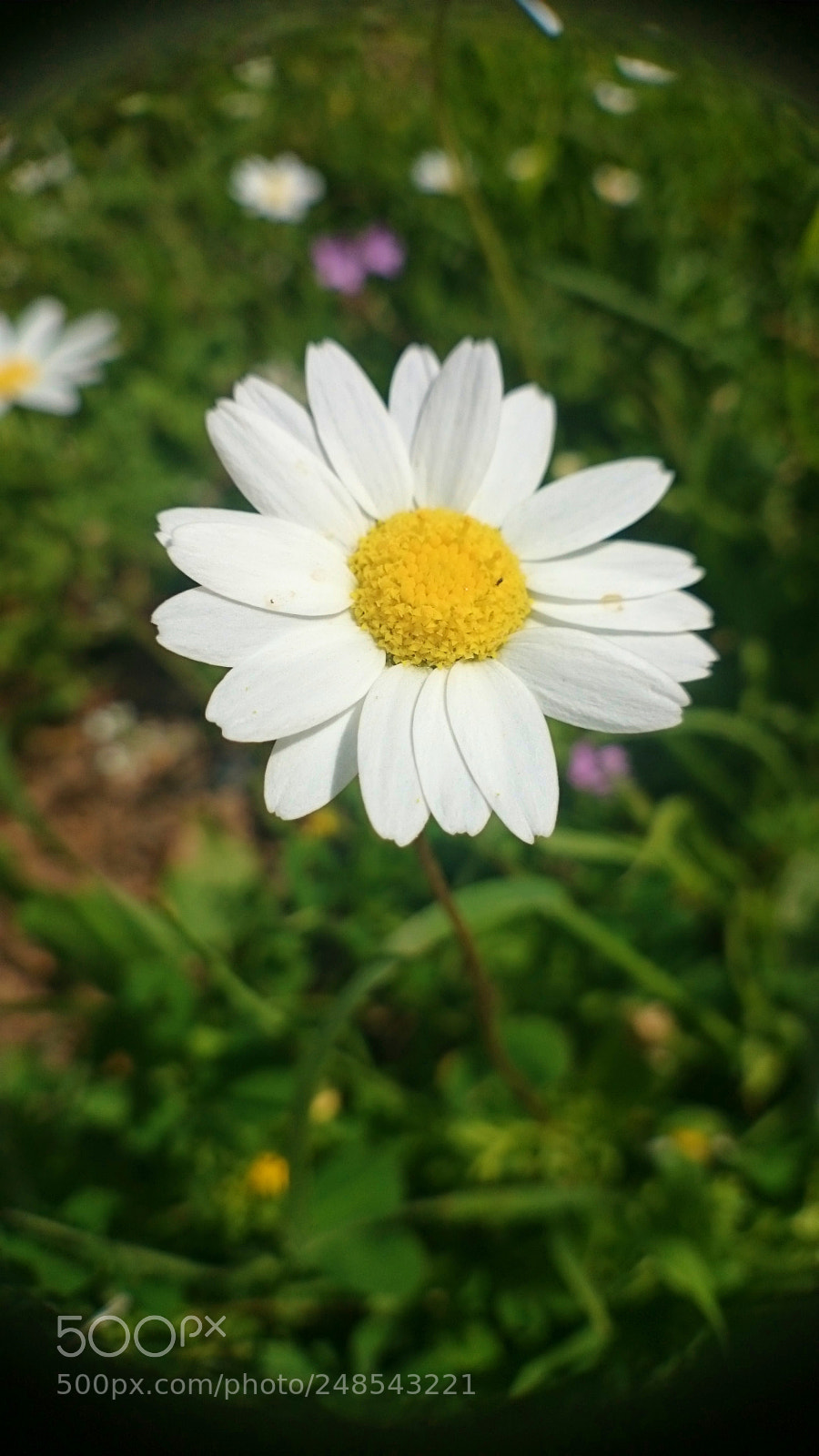 Sony Xperia Z2 sample photo. Chamomile - macro photography