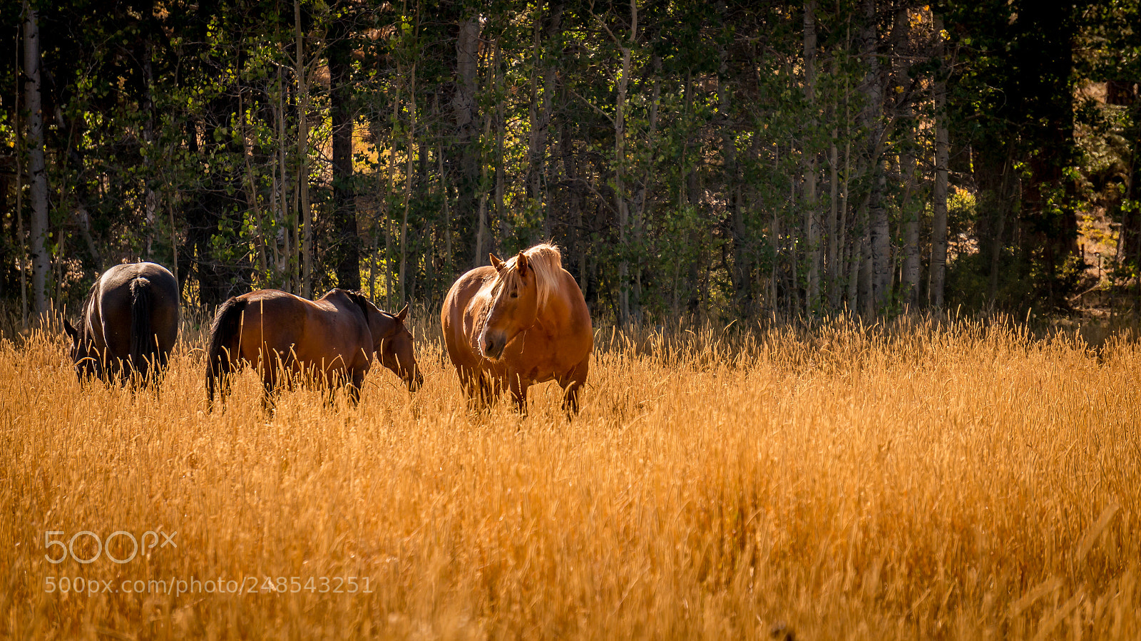 Sony Alpha NEX-5R sample photo. Field of horses photography