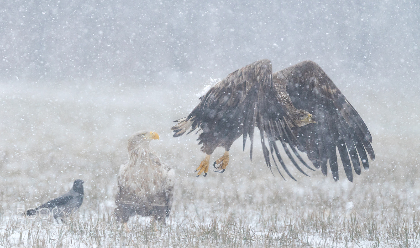 Canon EOS-1D X Mark II sample photo. Eagle in action photography