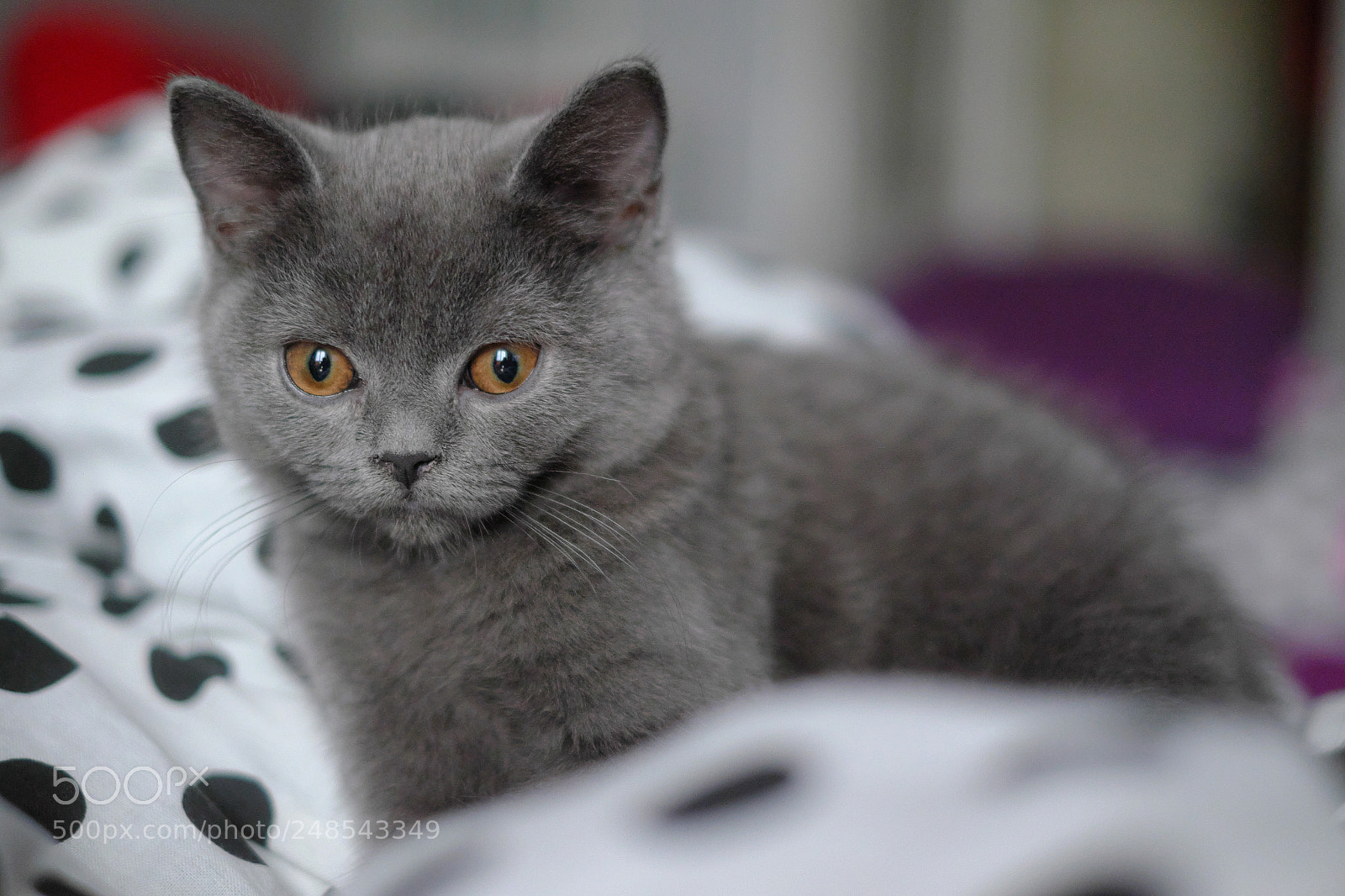 Fujifilm X-E2 sample photo. Orion-british shorthair photography