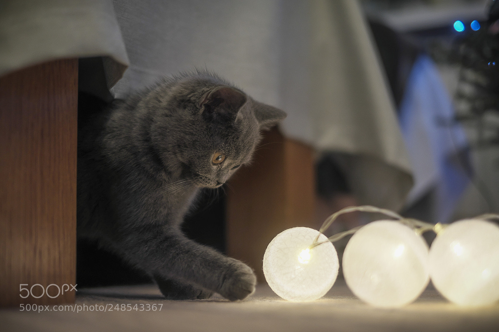 Fujifilm X-E2 sample photo. Orion-british shorthair photography