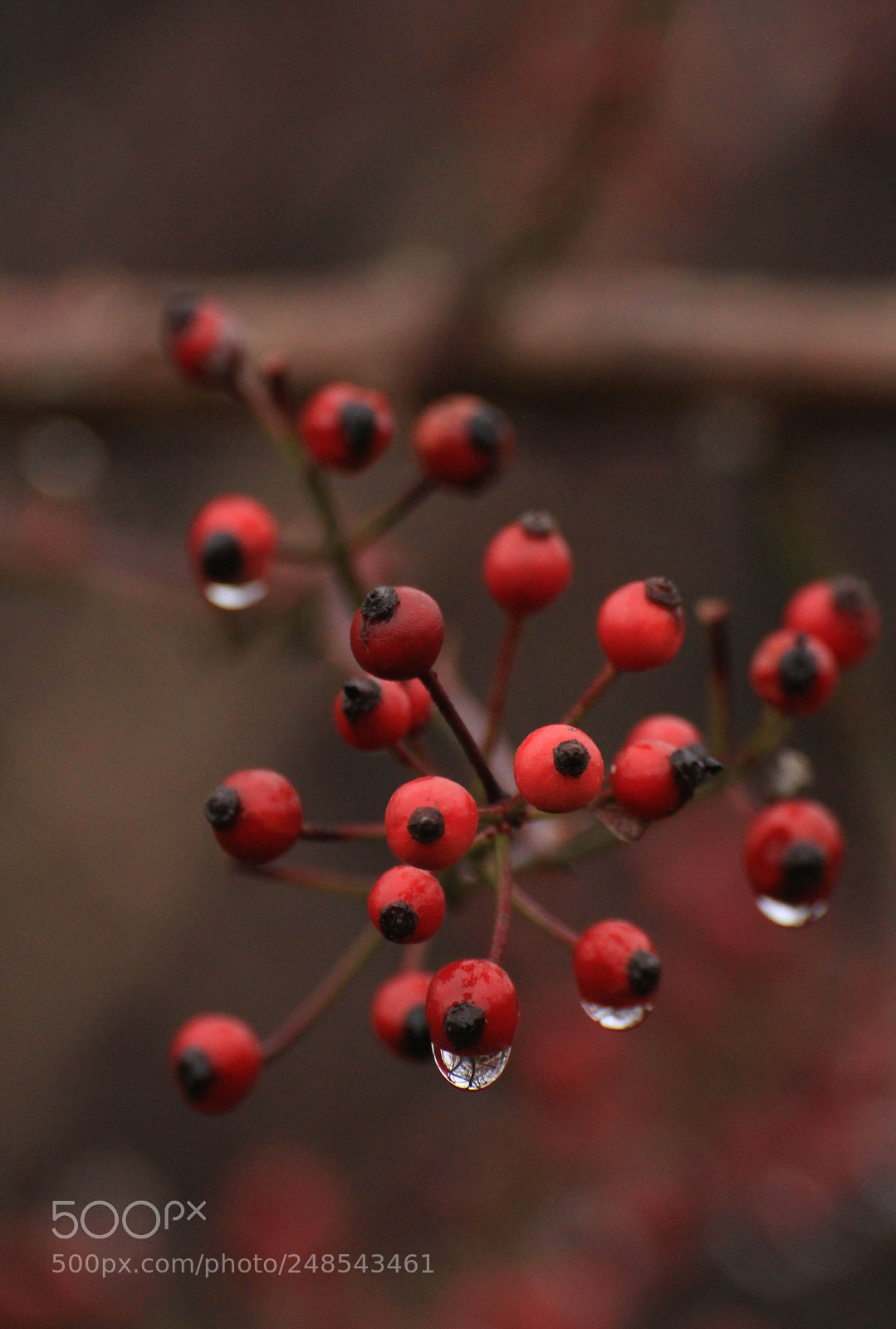 Canon EOS 60D sample photo. Atoms photography
