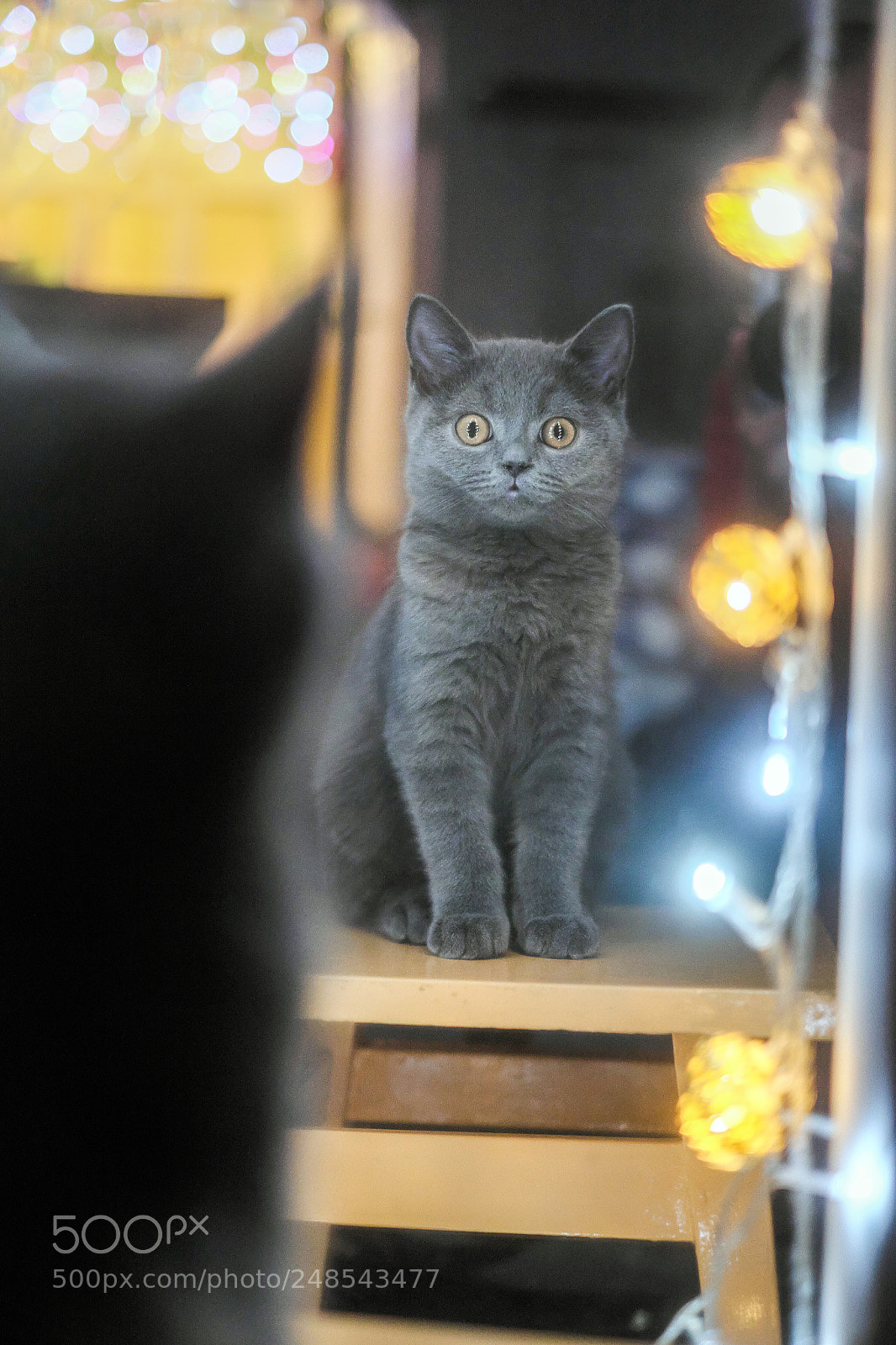 Fujifilm X-E2 sample photo. Orion-british shorthair photography