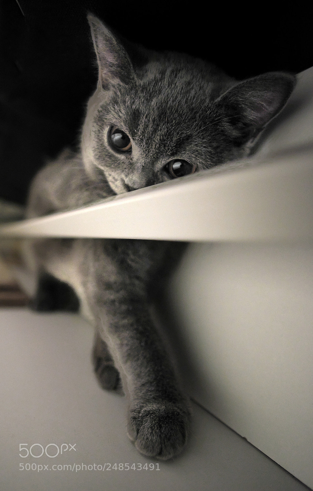 Fujifilm X-E2 sample photo. Orion-british shorthair photography
