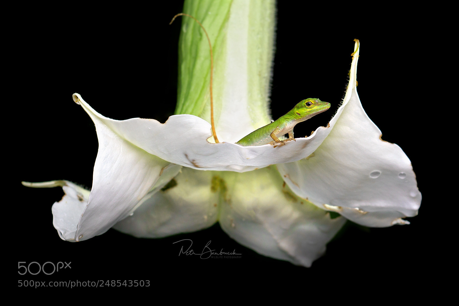 Olympus OM-D E-M1 Mark II sample photo. Anolis | ecuador photography