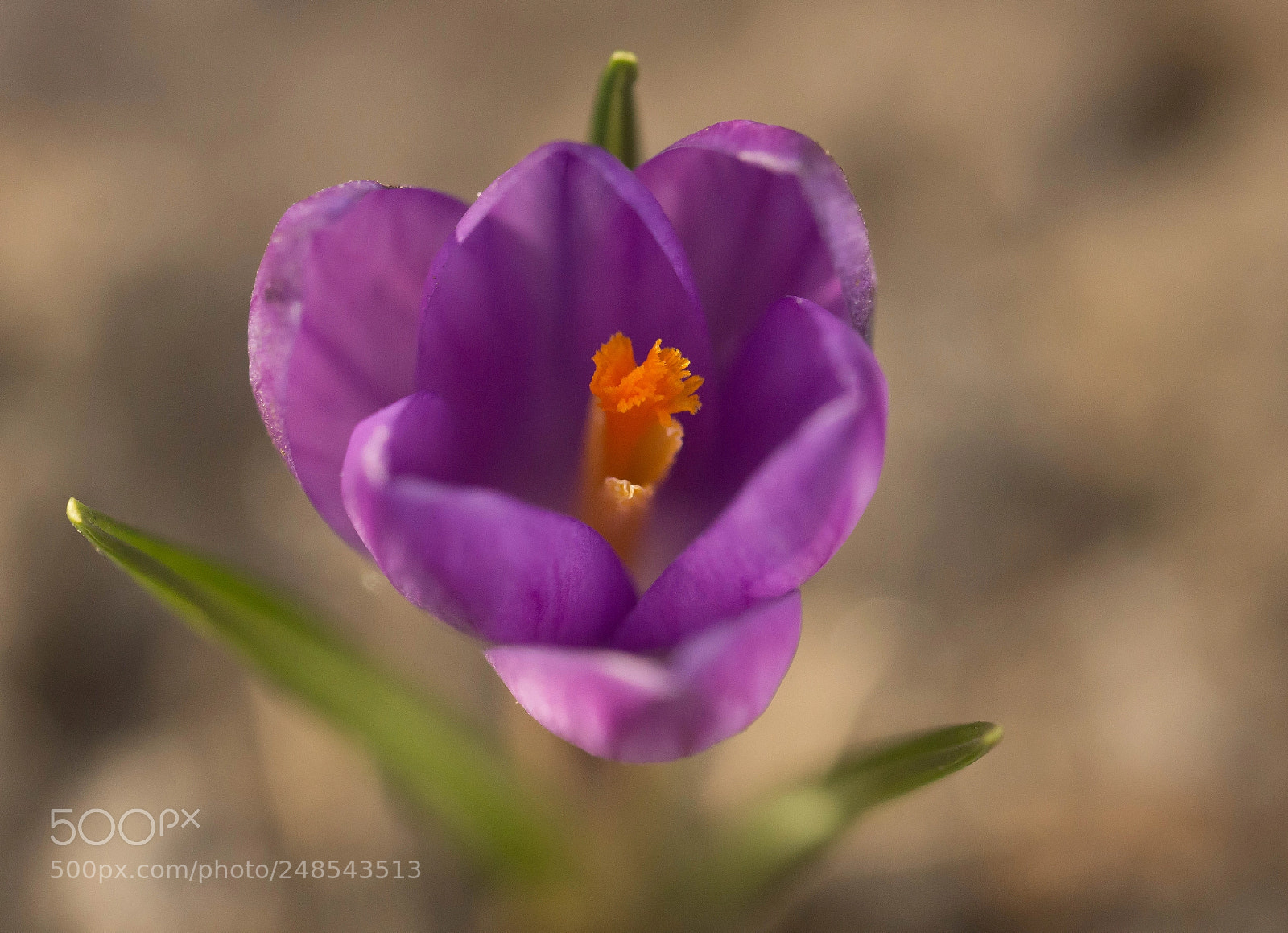 Sony SLT-A65 (SLT-A65V) sample photo. Crocus photography