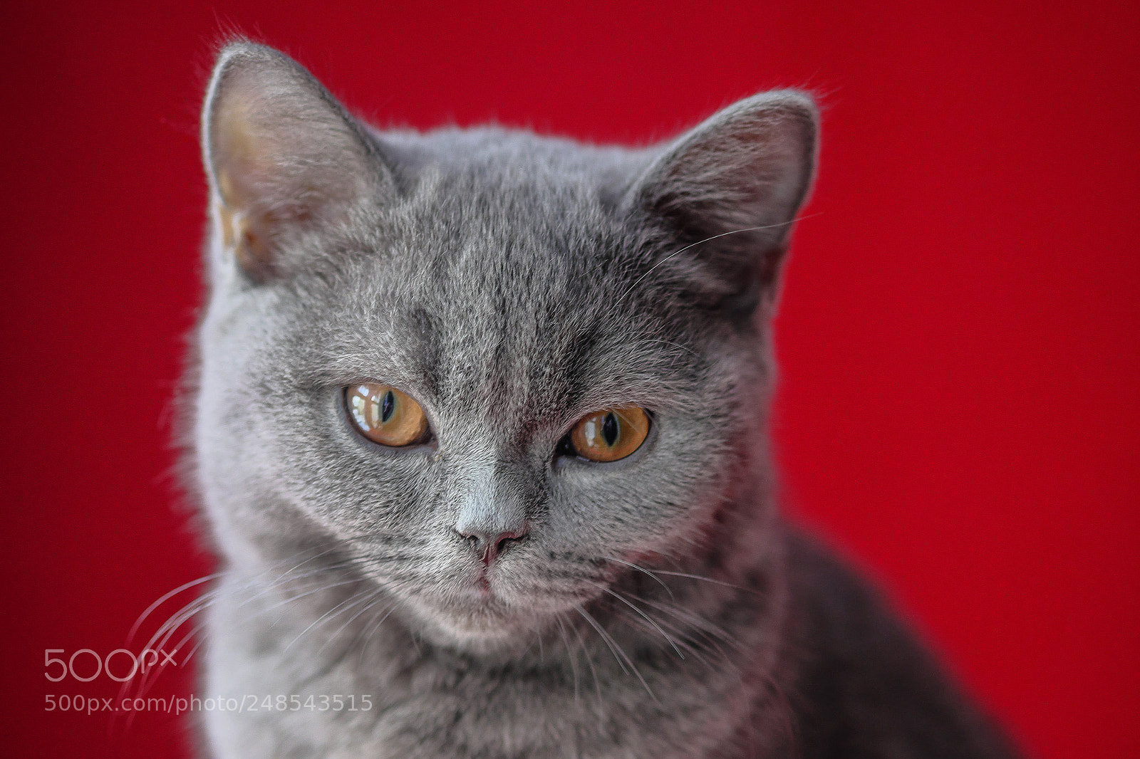 Fujifilm X-E2 sample photo. Orion-british shorthair photography