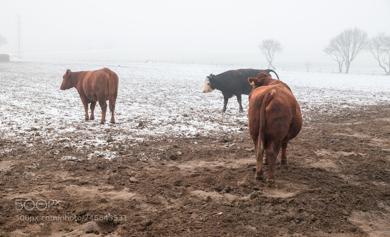 Nikon D850 sample photo. Follow the herd photography