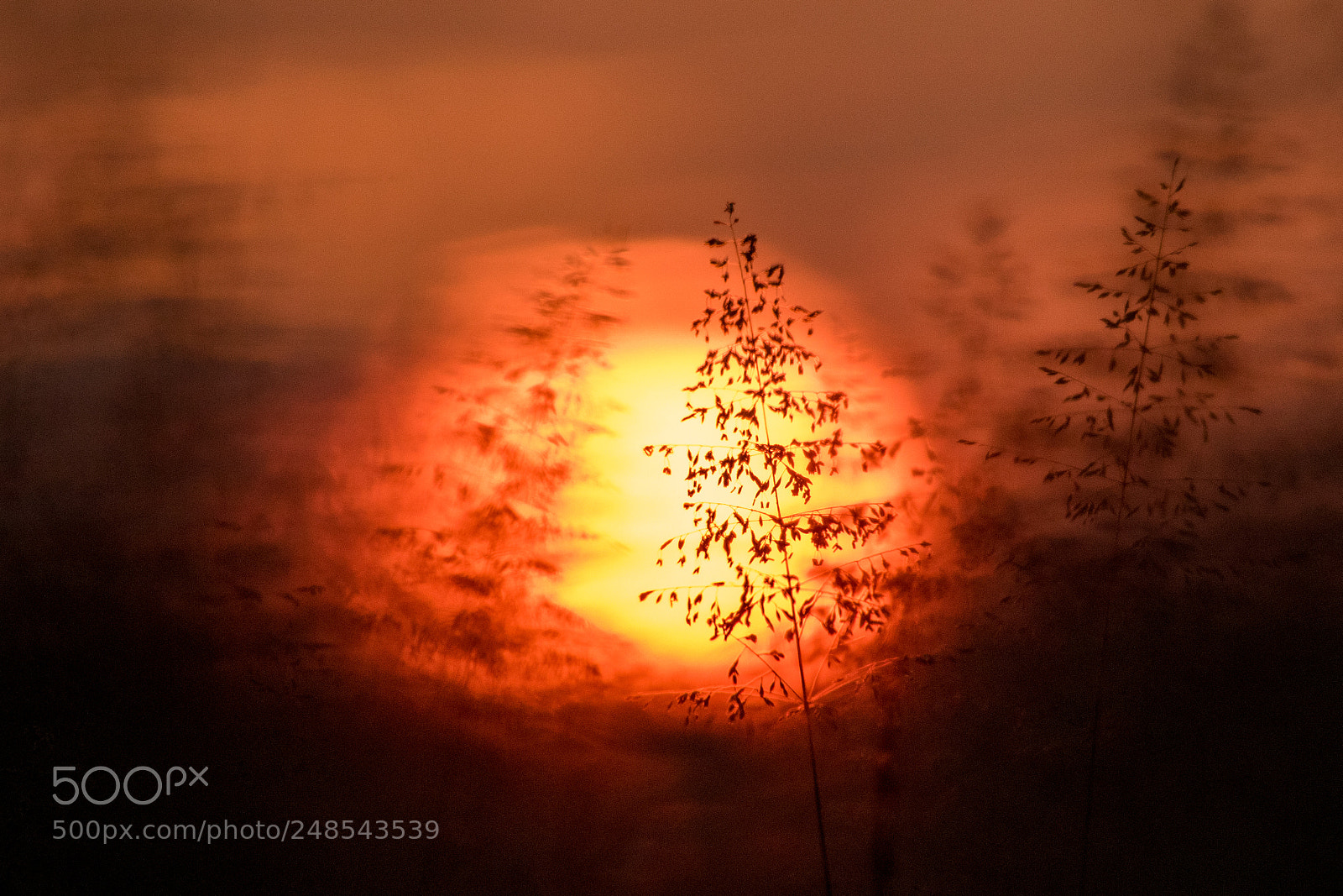 Canon EOS 7D Mark II sample photo. Sun kissed savanna photography