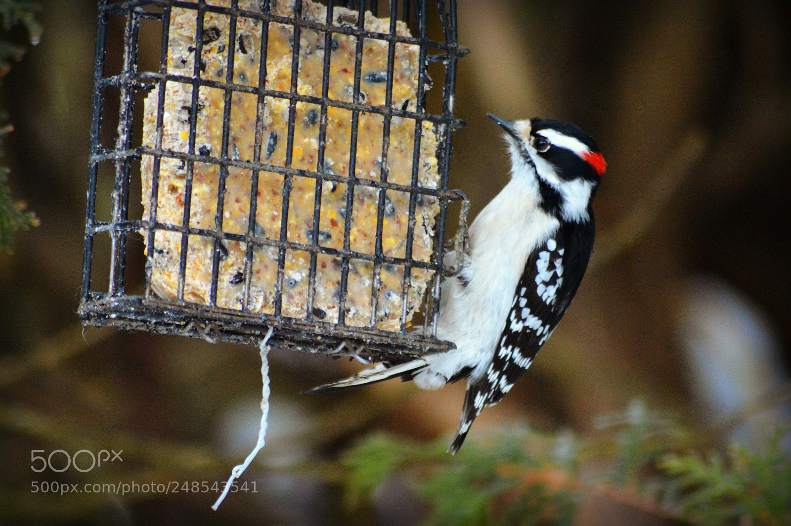Nikon D3200 sample photo. Male downy woodpecker photography