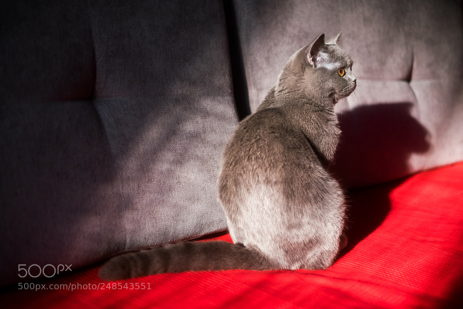 Fujifilm X-E2 sample photo. Orion-british shorthair photography
