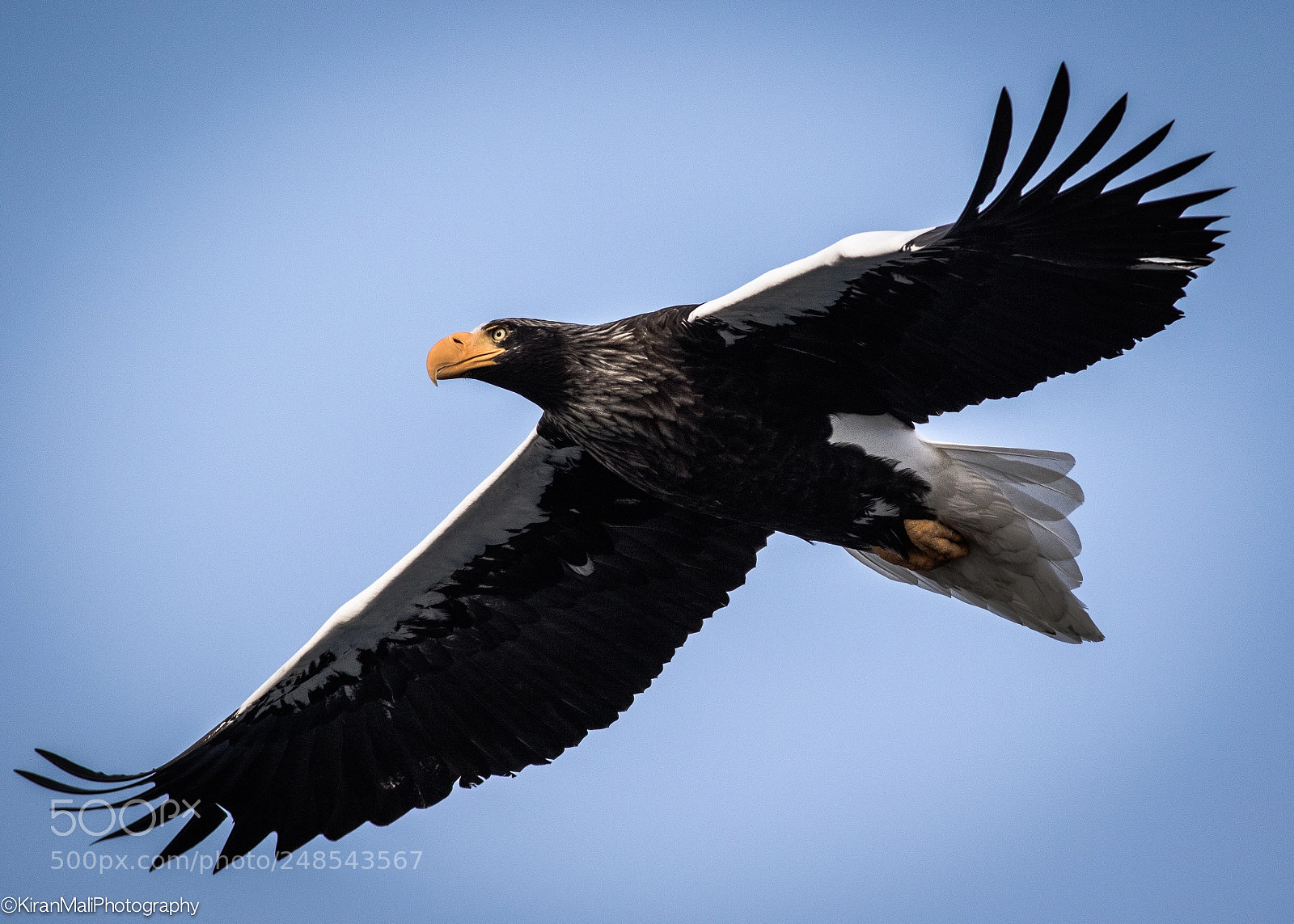 Canon EOS 7D Mark II sample photo. Steller sea eagle photography