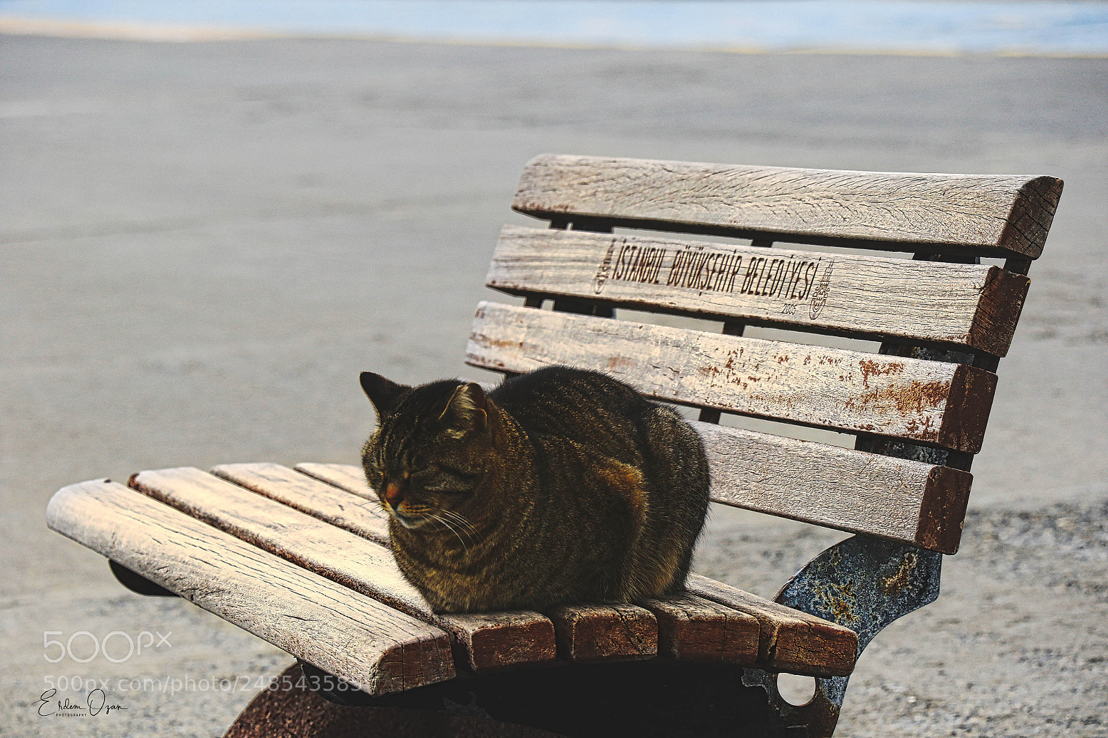 Canon EOS 7D Mark II sample photo. Siesta photography