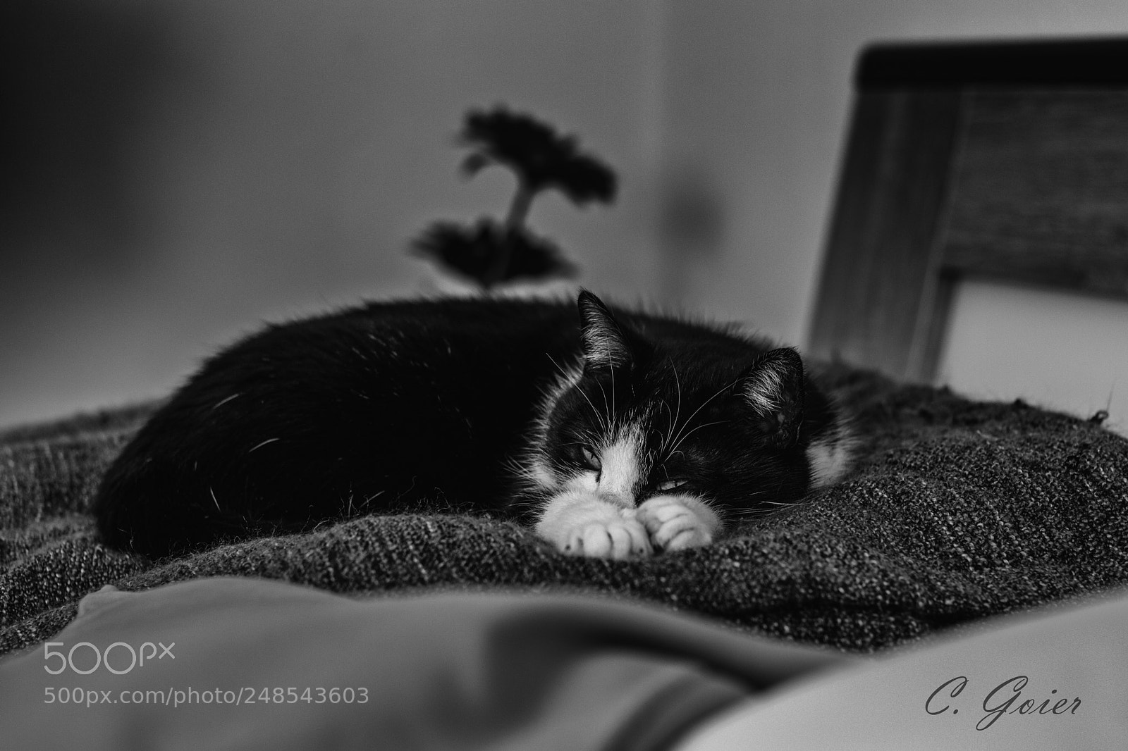 Canon EOS 77D (EOS 9000D / EOS 770D) sample photo. Fuck off ... photographer photography