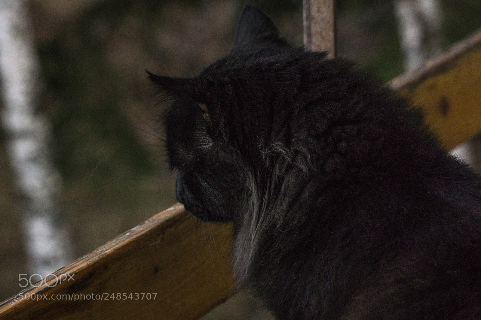 Sony a6000 sample photo. Wise photography