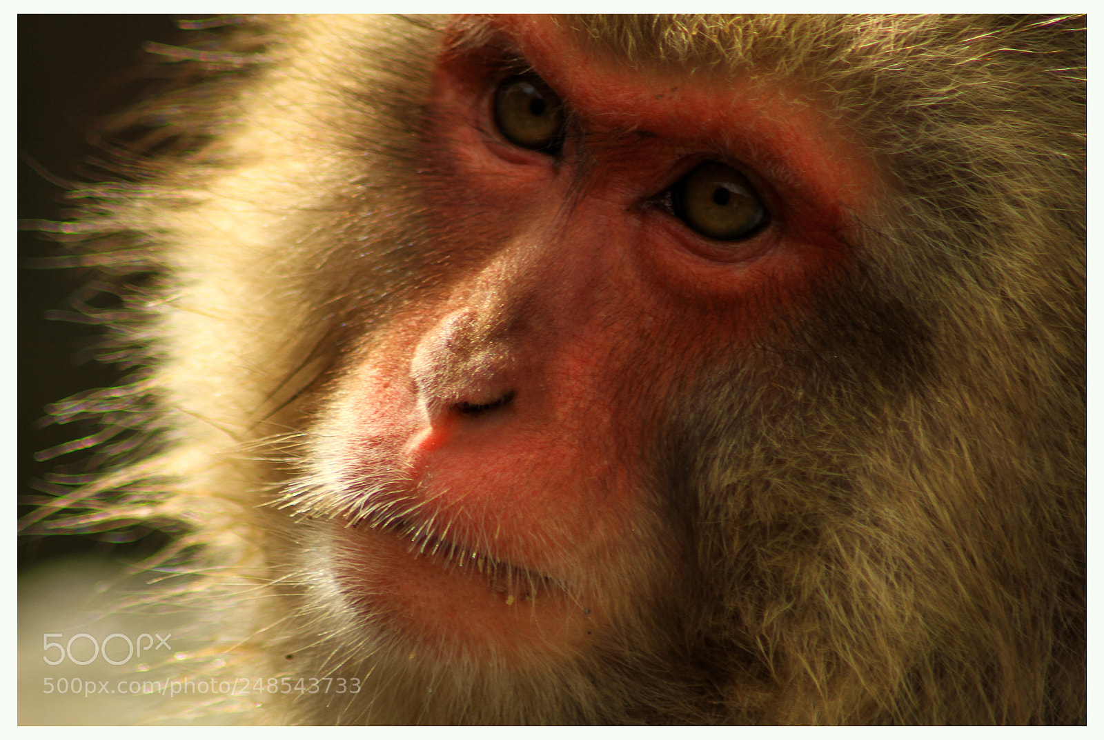 Canon EOS 7D sample photo. Japanese snow monkey photography