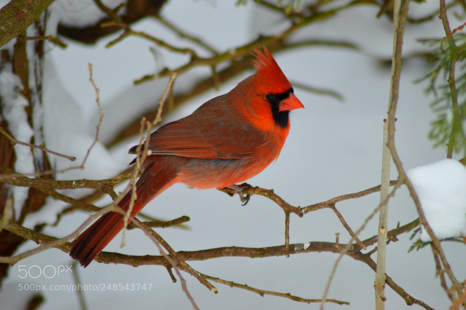 Nikon D3200 sample photo. Sitting pretty photography