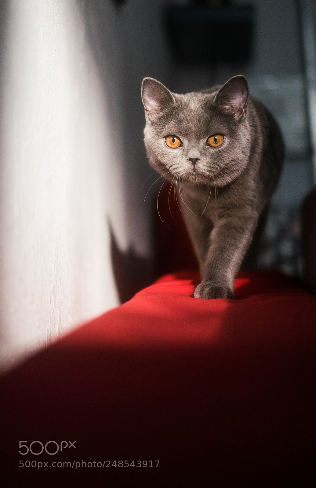 Fujifilm X-E2 sample photo. Orion-british shorthair photography