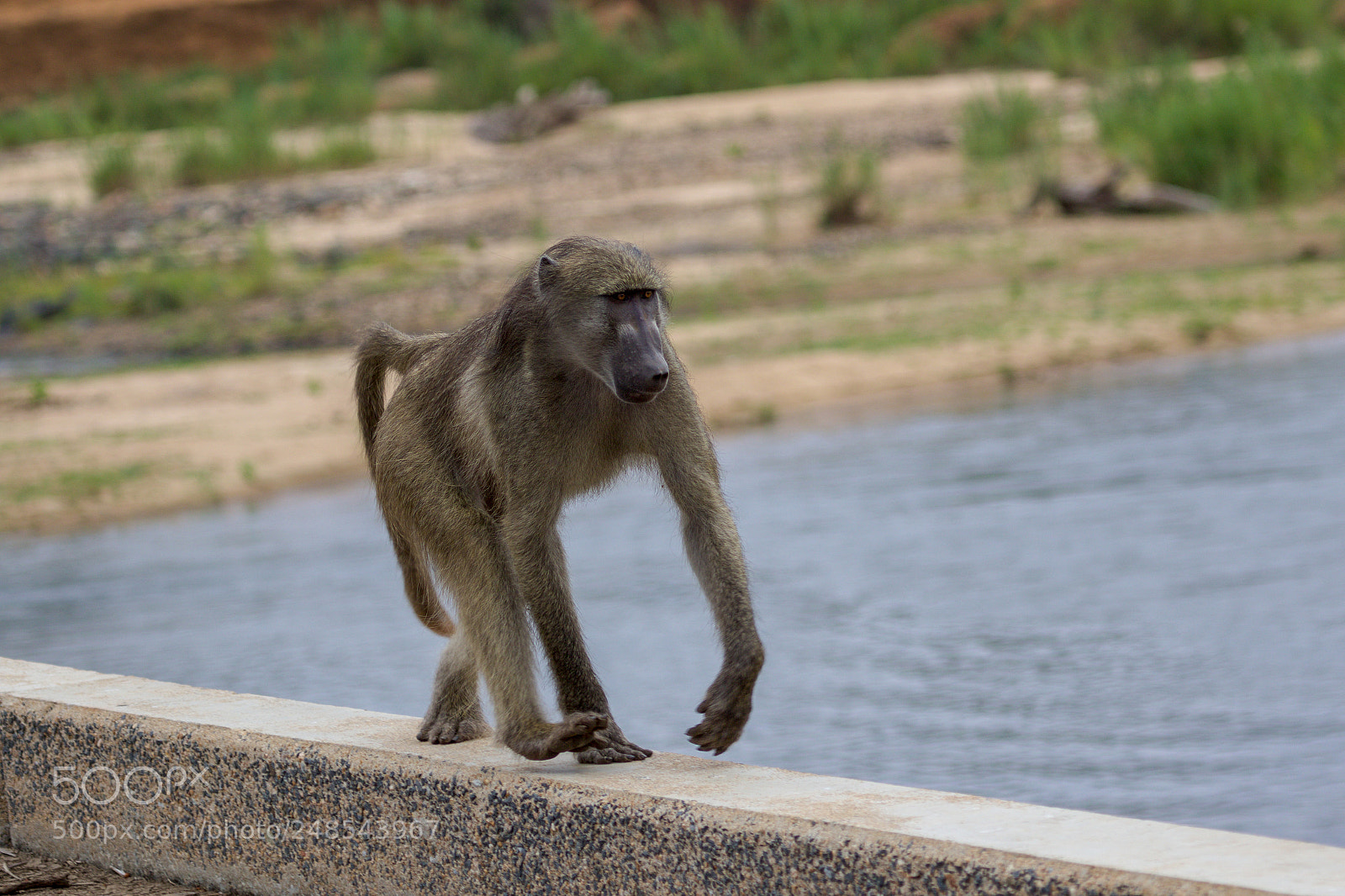 Canon EOS 7D Mark II sample photo. A baboon in the photography