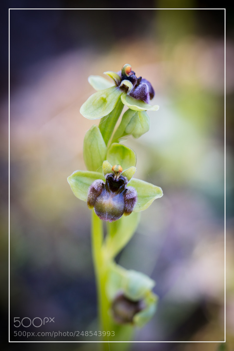Canon EOS 5DS R sample photo. Ophrys bombyliflora sardaigne sardinia photography