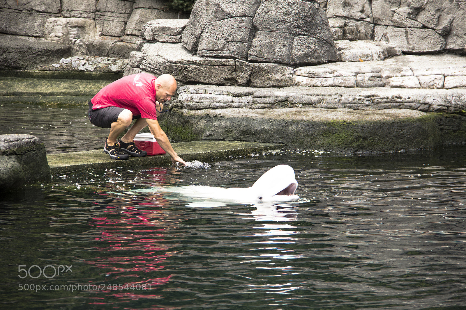 Canon EOS 60D sample photo. Golfinhos e baleia photography