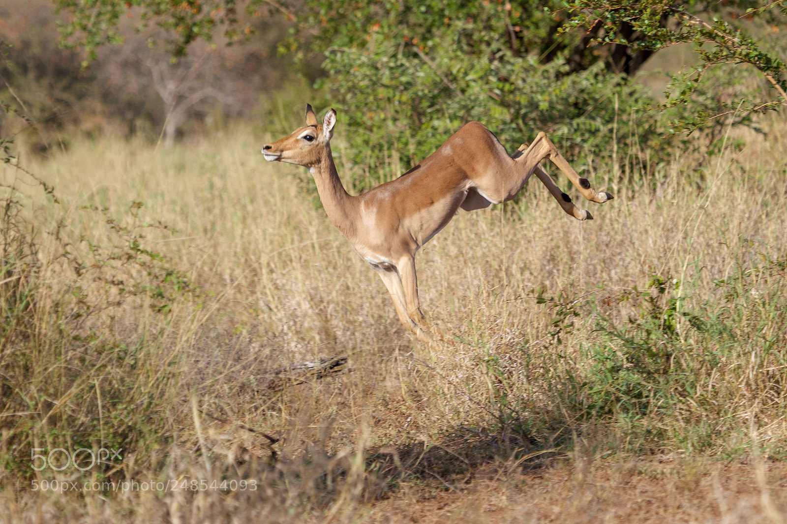 Canon EOS 7D Mark II sample photo. A dancing impala in photography