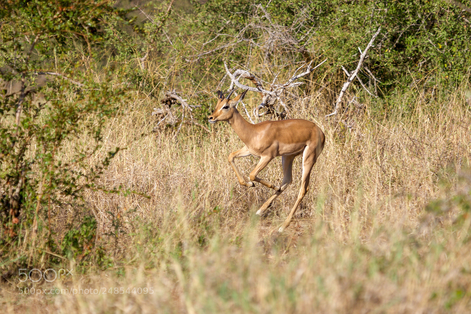 Canon EOS 7D Mark II sample photo. A dancing impala in photography