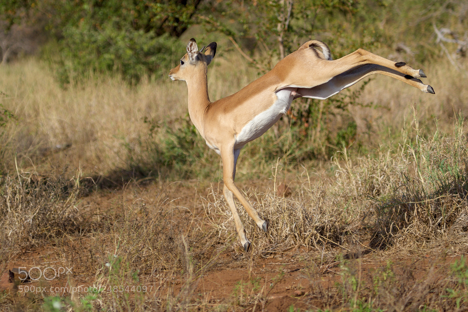 Canon EOS 7D Mark II sample photo. A dancing impala in photography