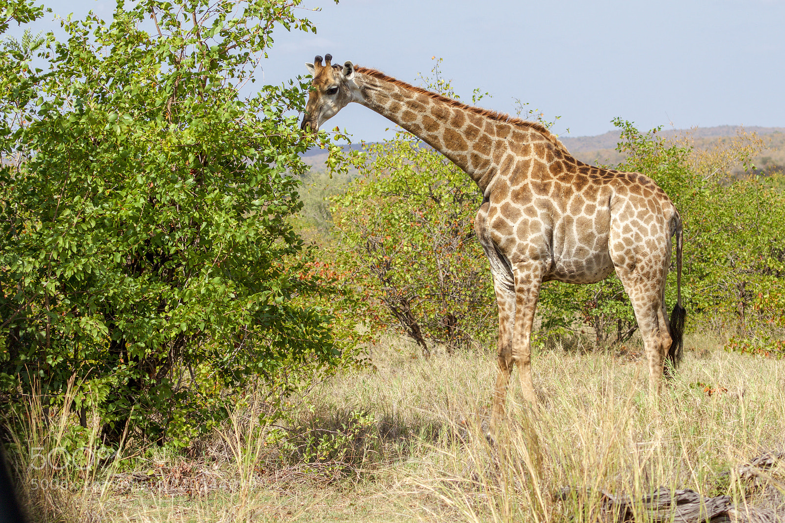 Canon EOS 7D Mark II sample photo. A giraffe eating a photography