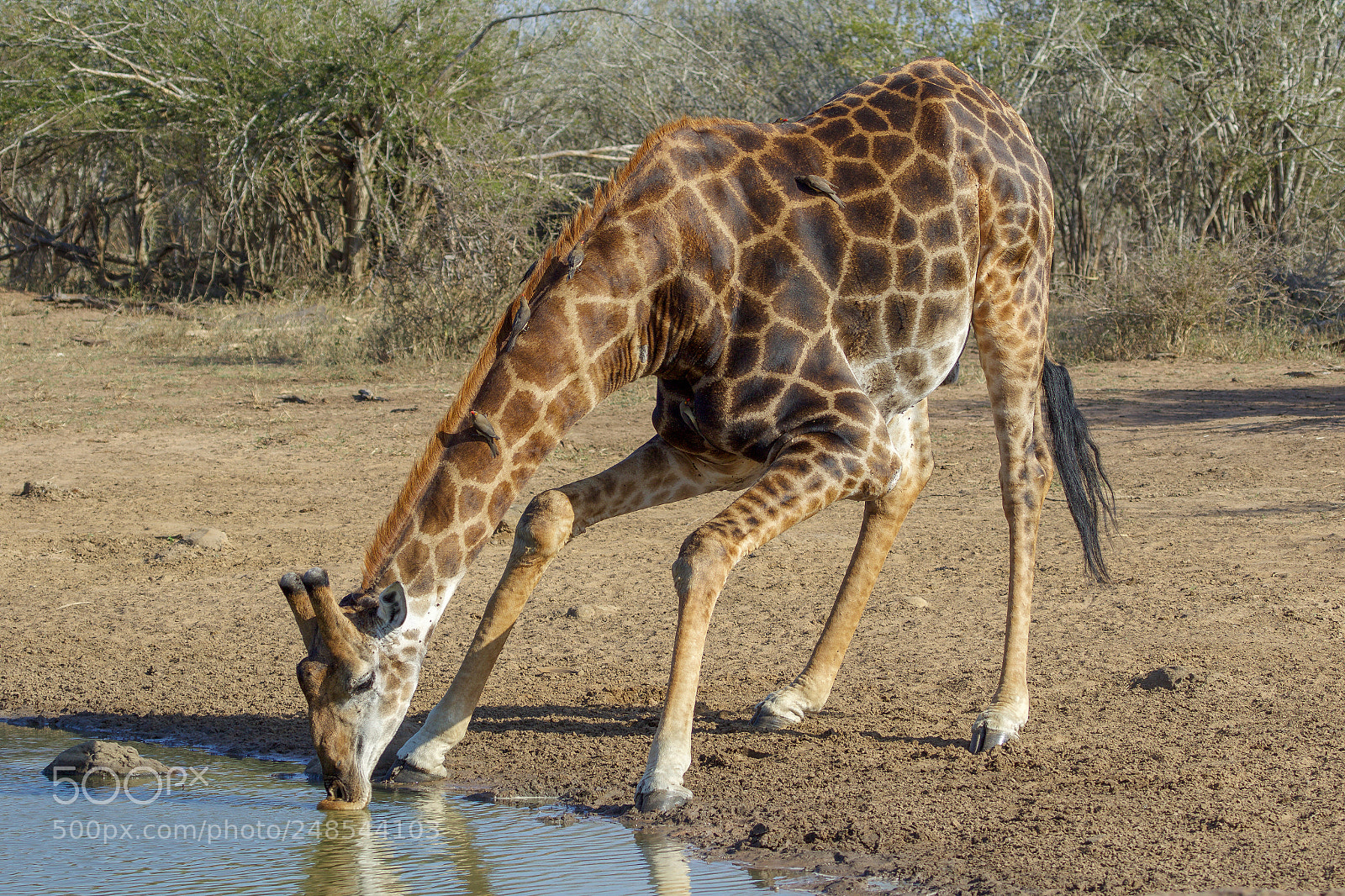 Canon EOS 7D Mark II sample photo. A giraffe in the photography