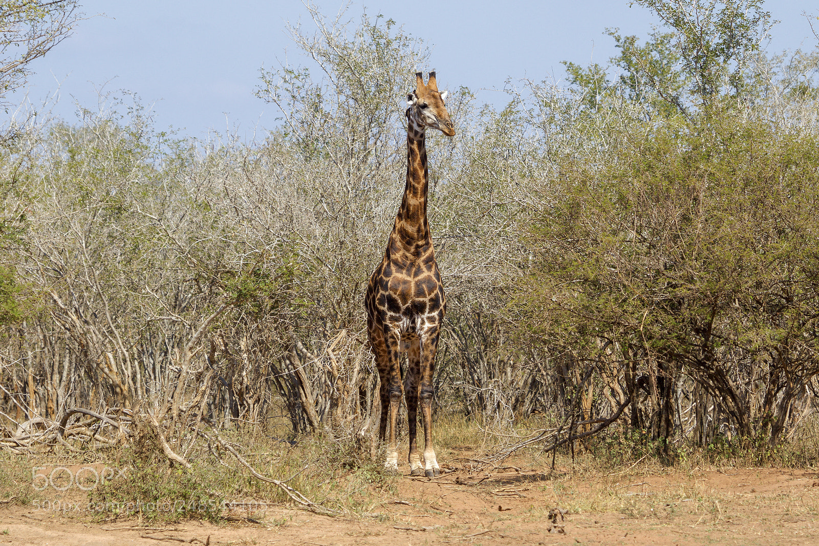 Canon EOS 7D Mark II sample photo. A giraffe in the photography
