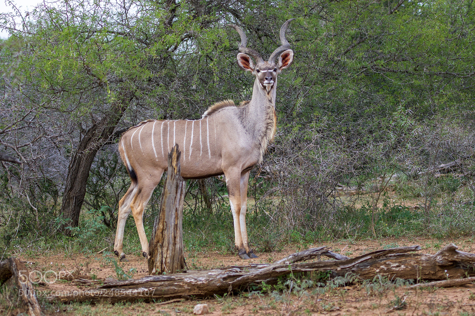 Canon EOS 7D Mark II sample photo. A greater kudu in photography