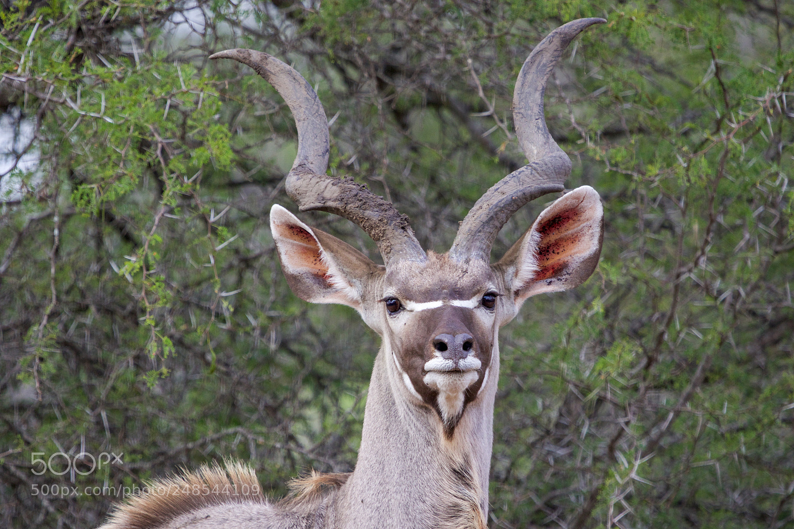 Canon EOS 7D Mark II sample photo. A greater kudu in photography
