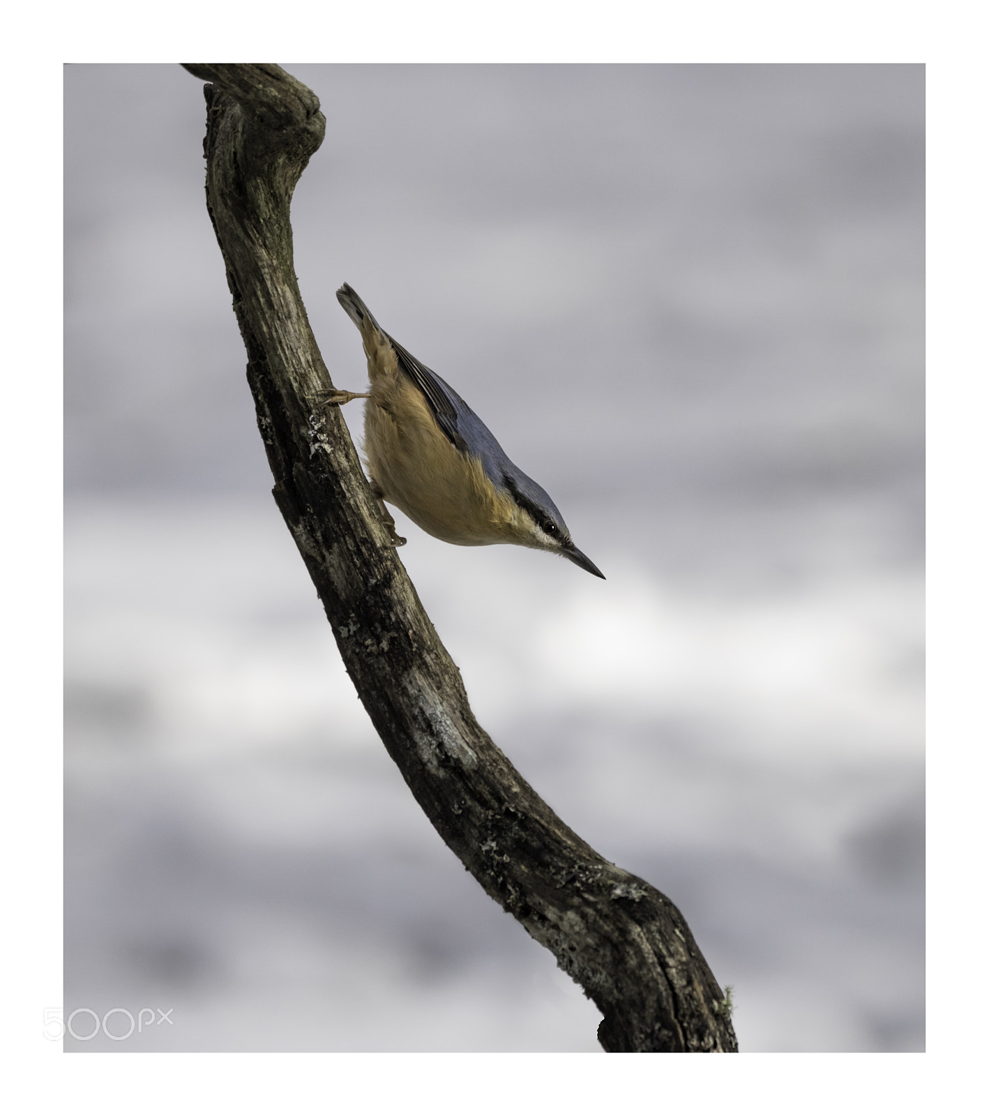 Canon EOS 750D (EOS Rebel T6i / EOS Kiss X8i) sample photo. Ninja nuthatch photography