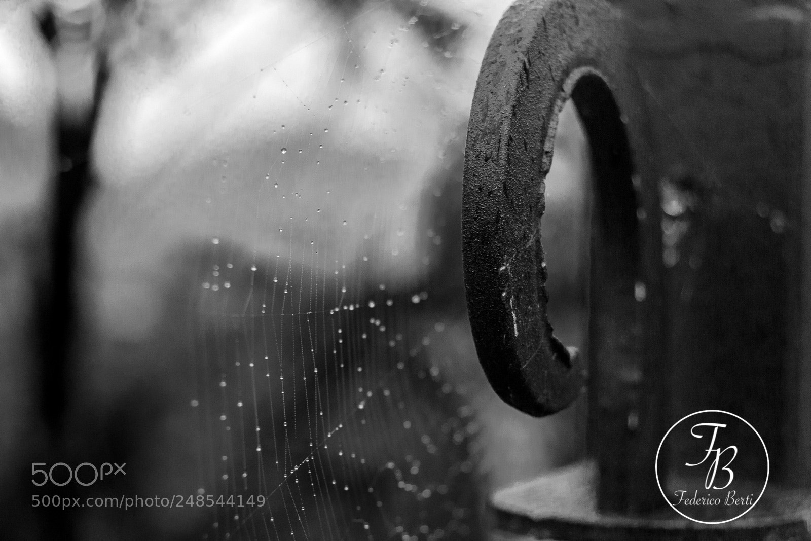 Nikon D3100 sample photo. Wet spider web photography