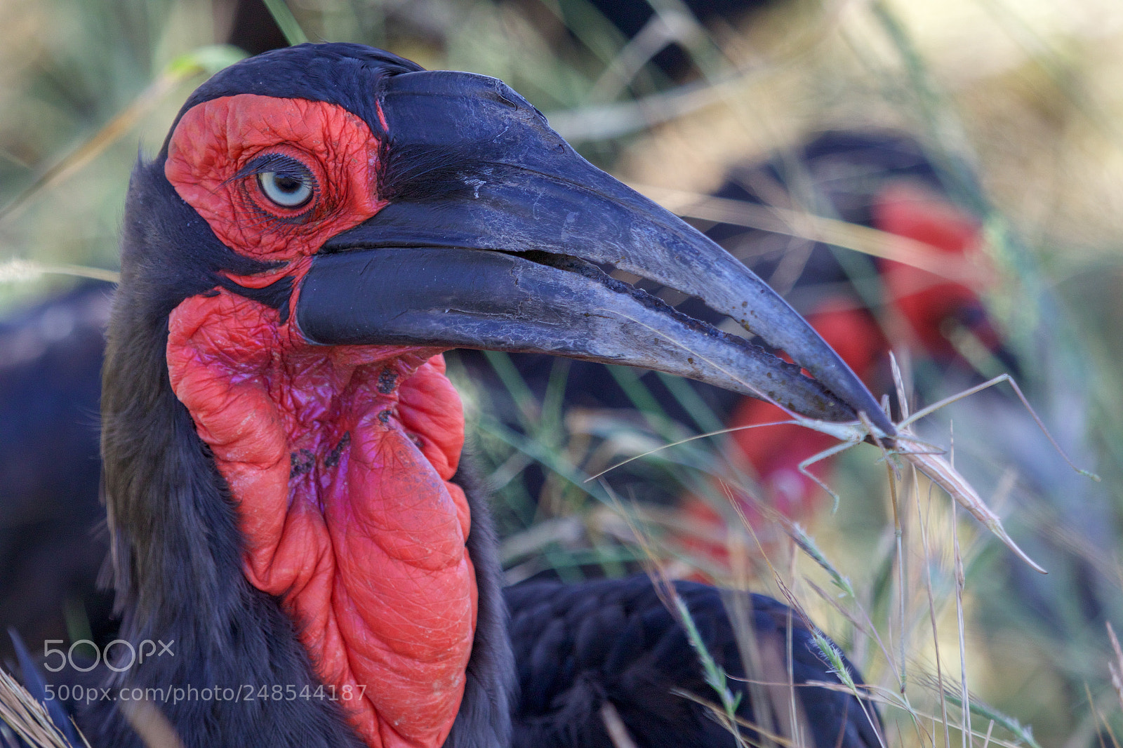 Canon EOS 7D Mark II sample photo. A groung hornbill in photography