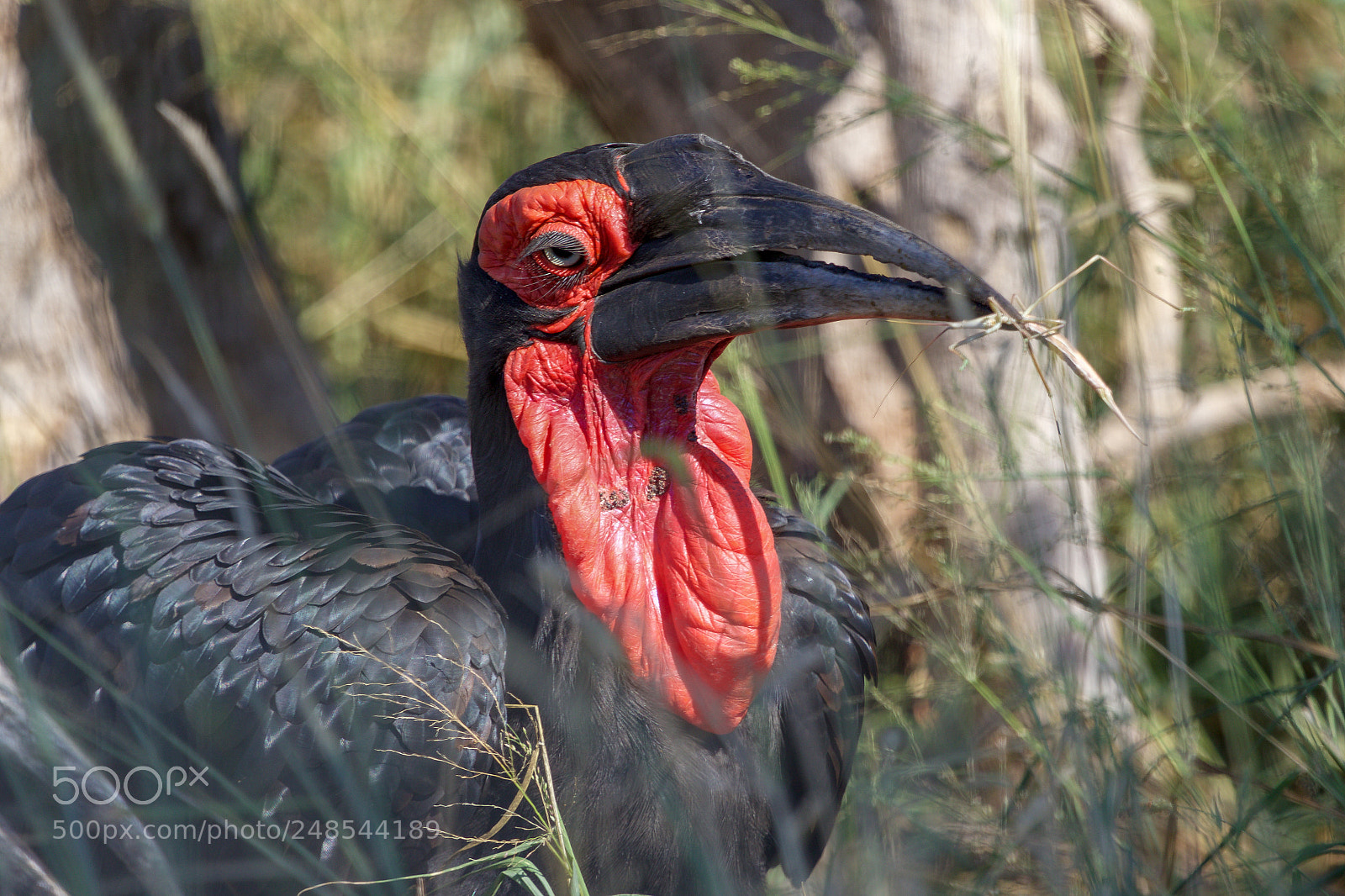 Canon EOS 7D Mark II sample photo. A groung hornbill in photography