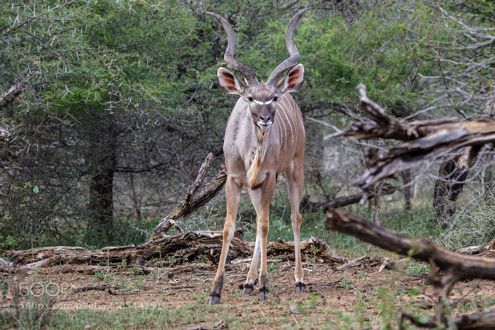 Canon EOS 7D Mark II sample photo. A greater kudu in photography