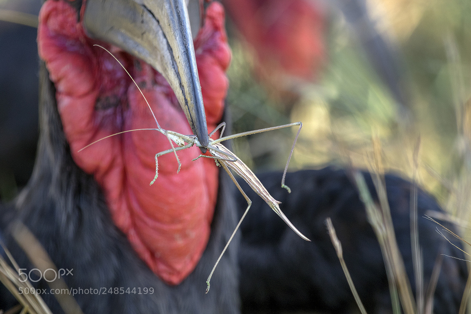 Canon EOS 7D Mark II sample photo. A groung hornbill in photography