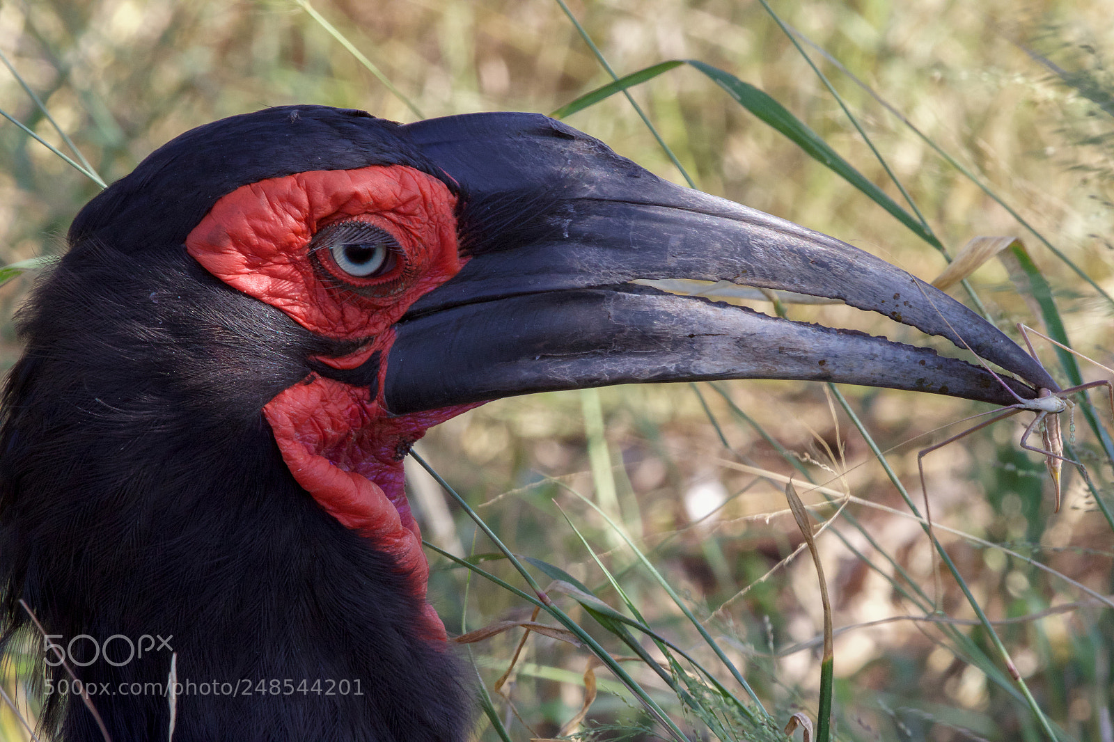 Canon EOS 7D Mark II sample photo. A groung hornbill in photography
