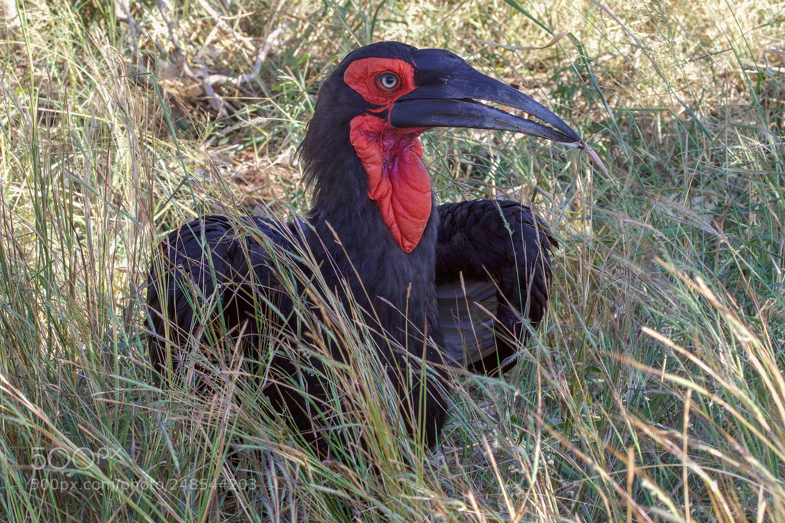 Canon EOS 7D Mark II sample photo. A groung hornbill in photography