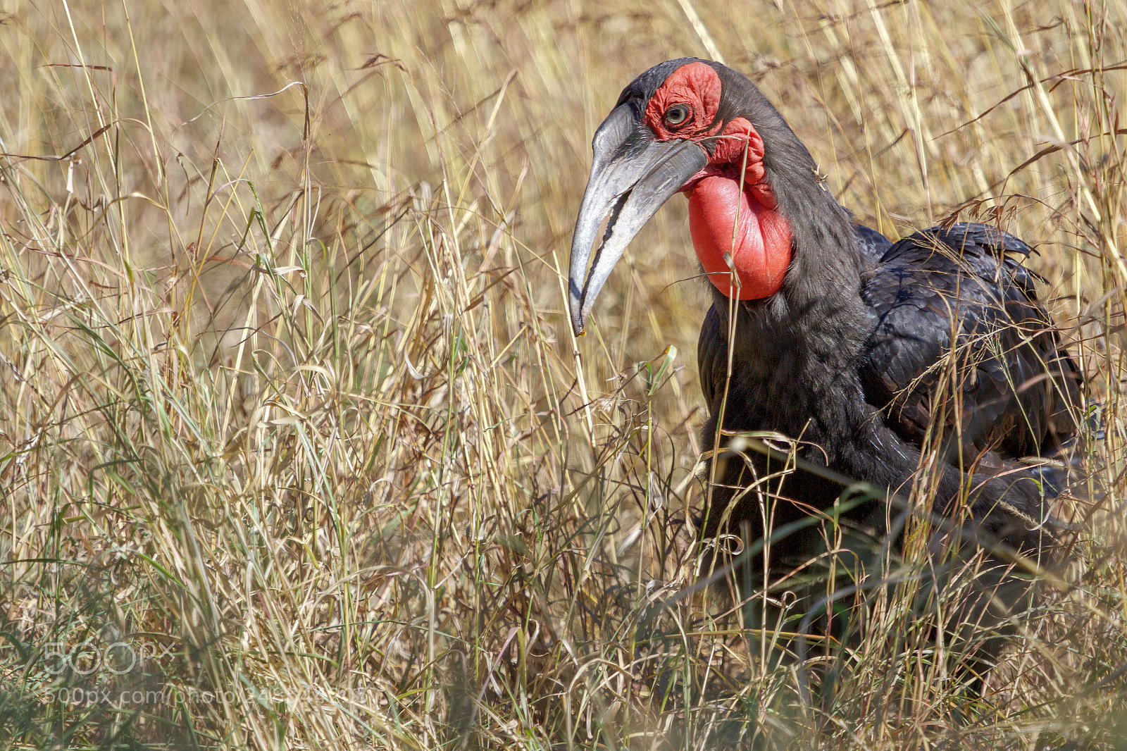 Canon EOS 7D Mark II sample photo. A groung hornbill in photography