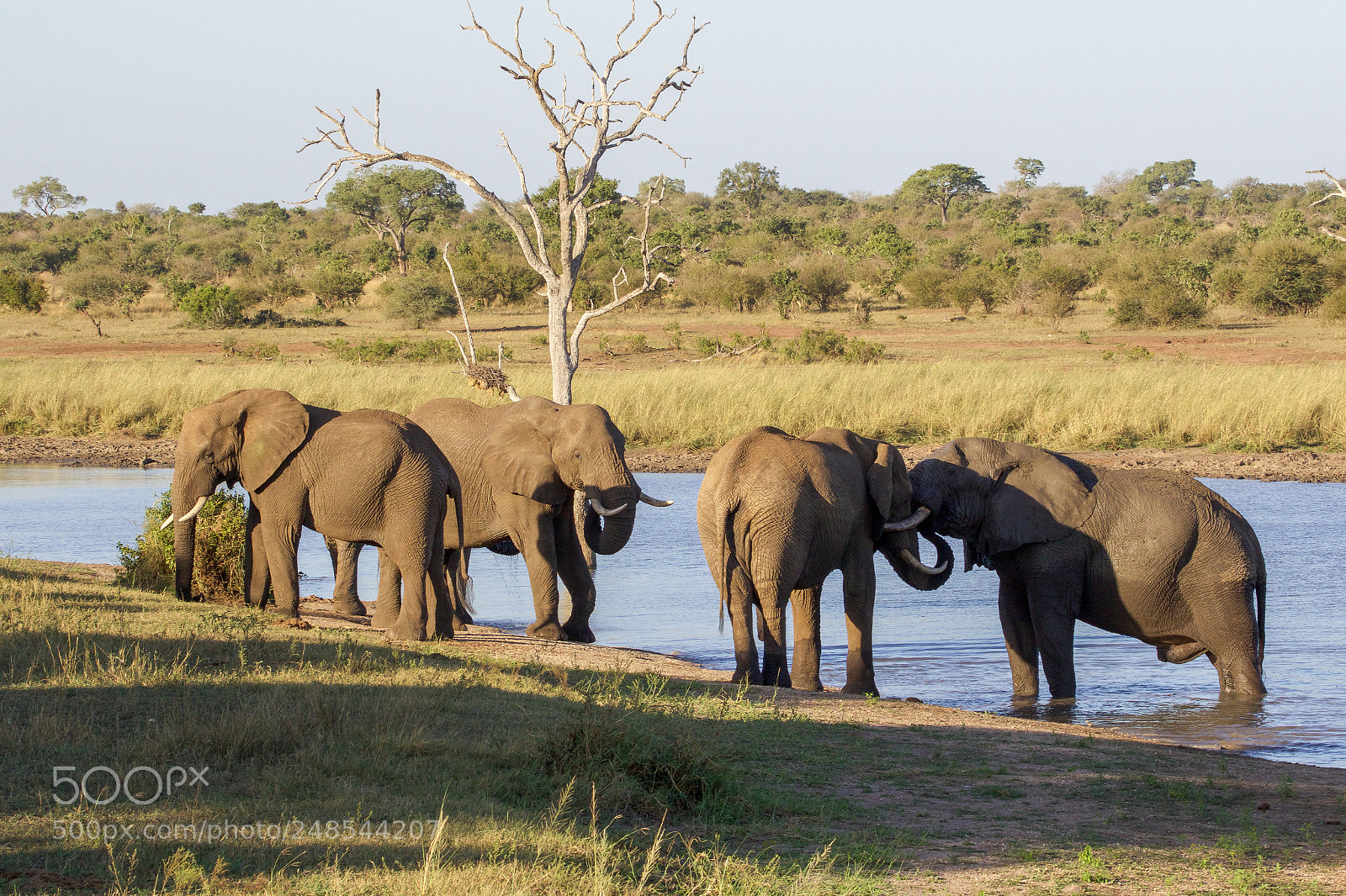 Canon EOS 7D Mark II sample photo. A herd of elephants photography