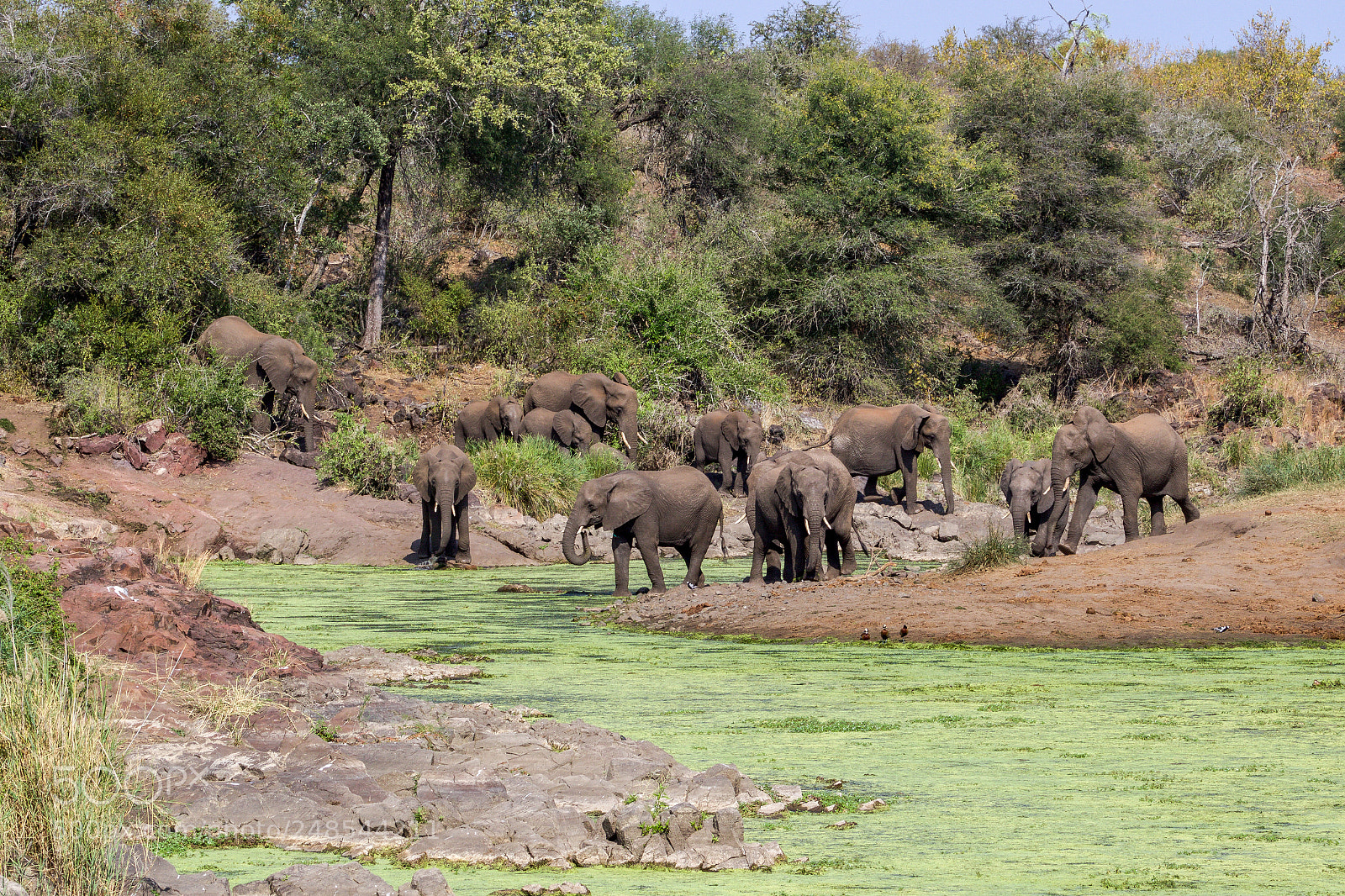 Canon EOS 7D Mark II sample photo. A herd of elephants photography