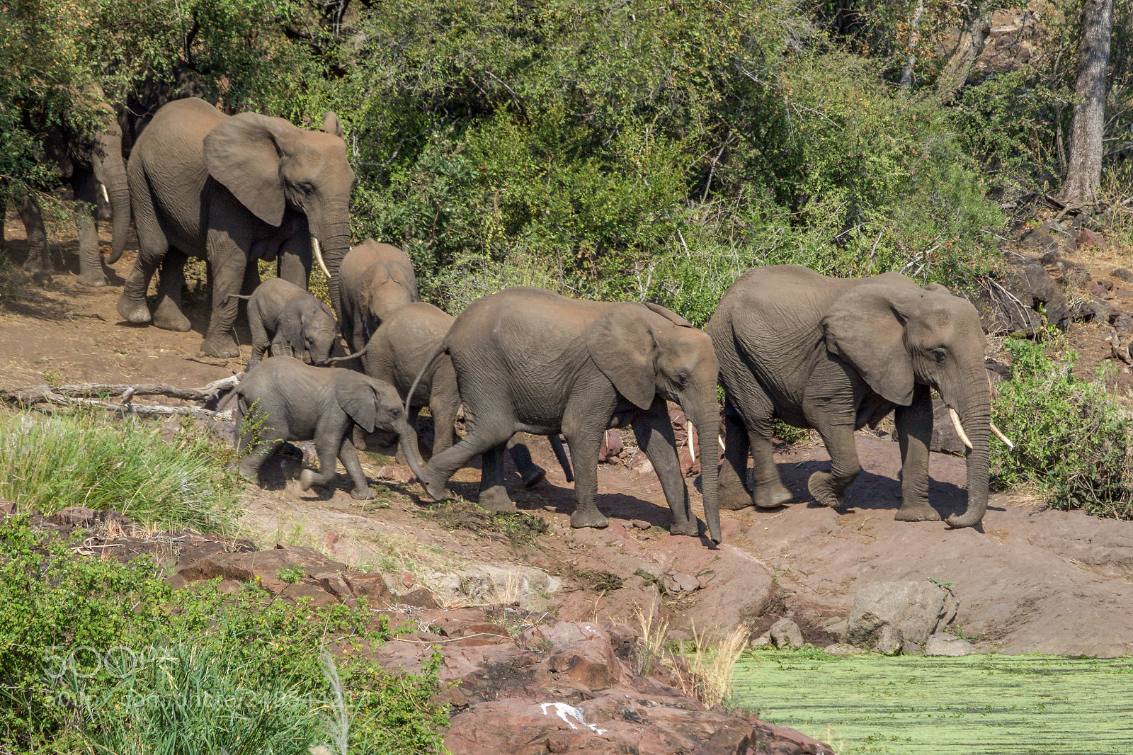 Canon EOS 7D Mark II sample photo. A herd of elephants photography