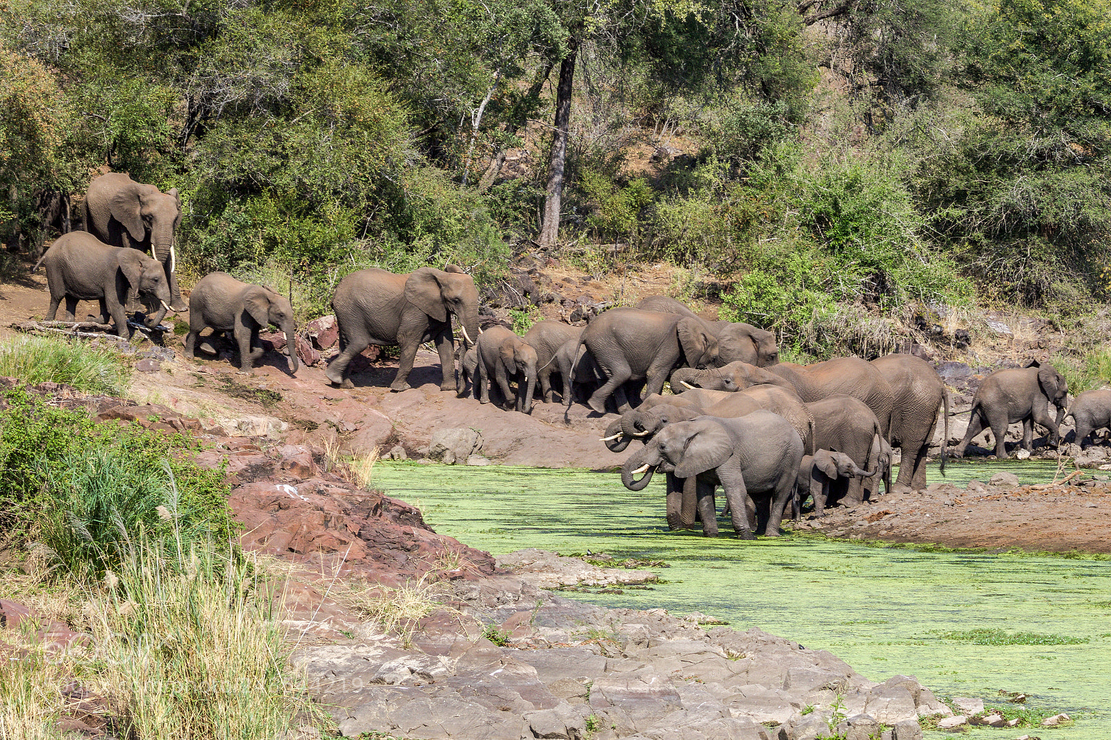 Canon EOS 7D Mark II sample photo. A herd of elephants photography