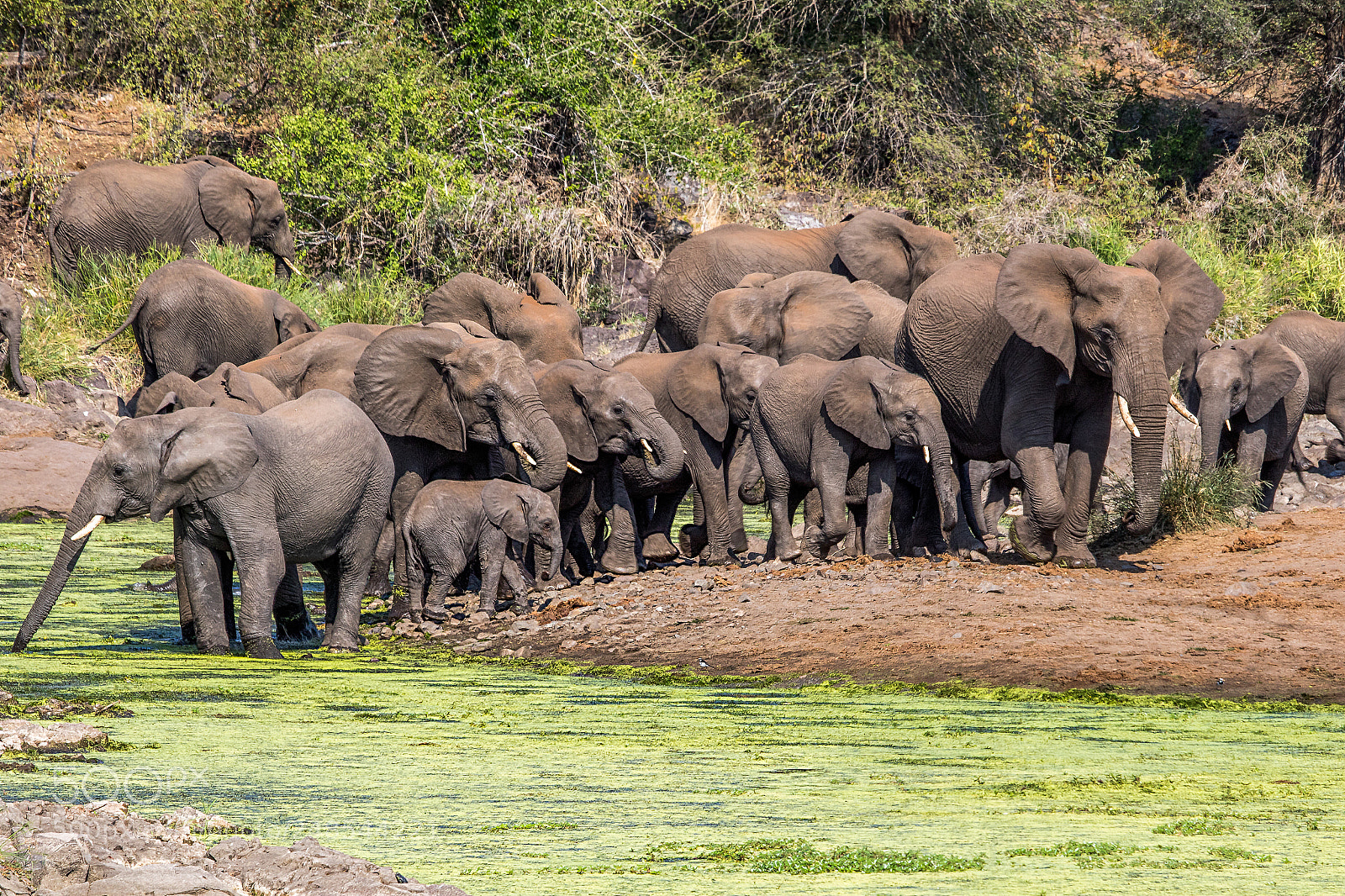 Canon EOS 7D Mark II sample photo. A herd of elephants photography