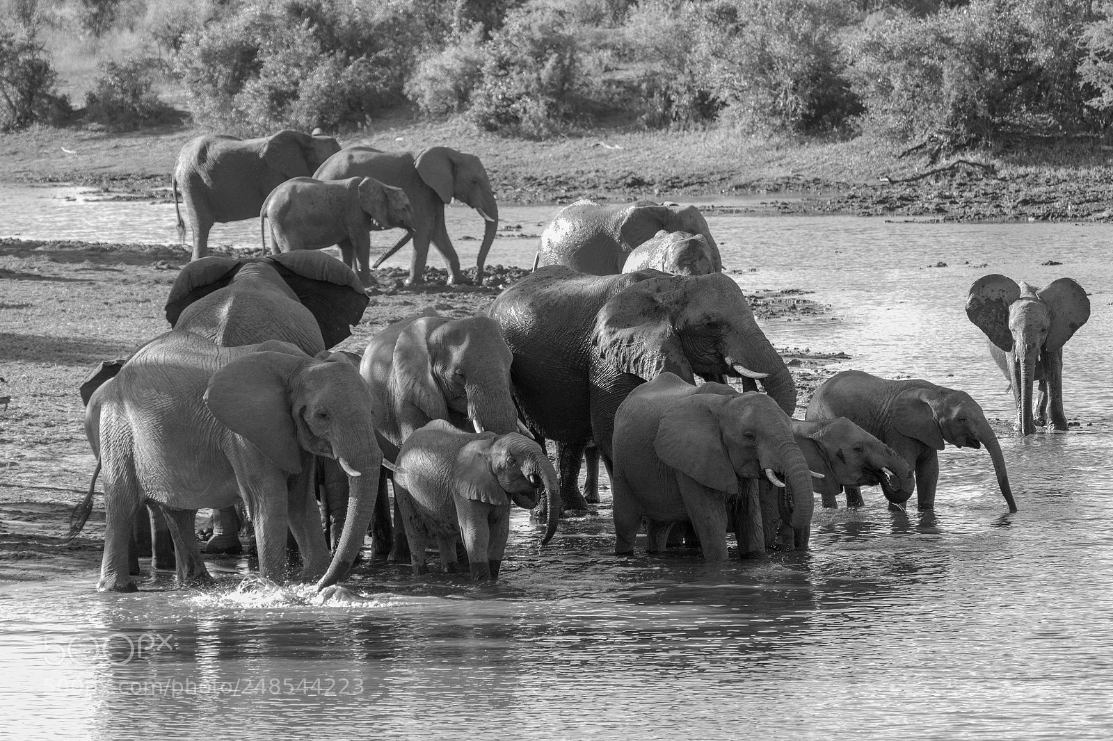 Canon EOS 7D Mark II sample photo. A herd of elephants photography