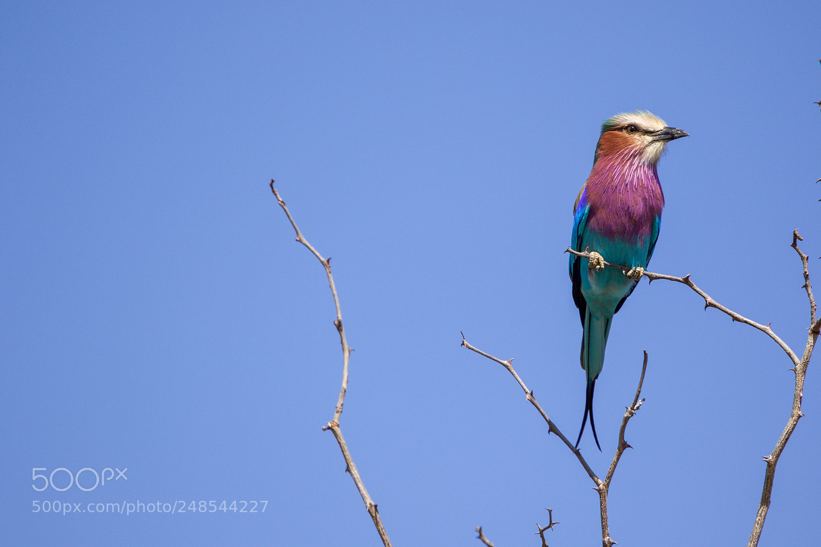 Canon EOS 7D Mark II sample photo. A lilac brested roller photography