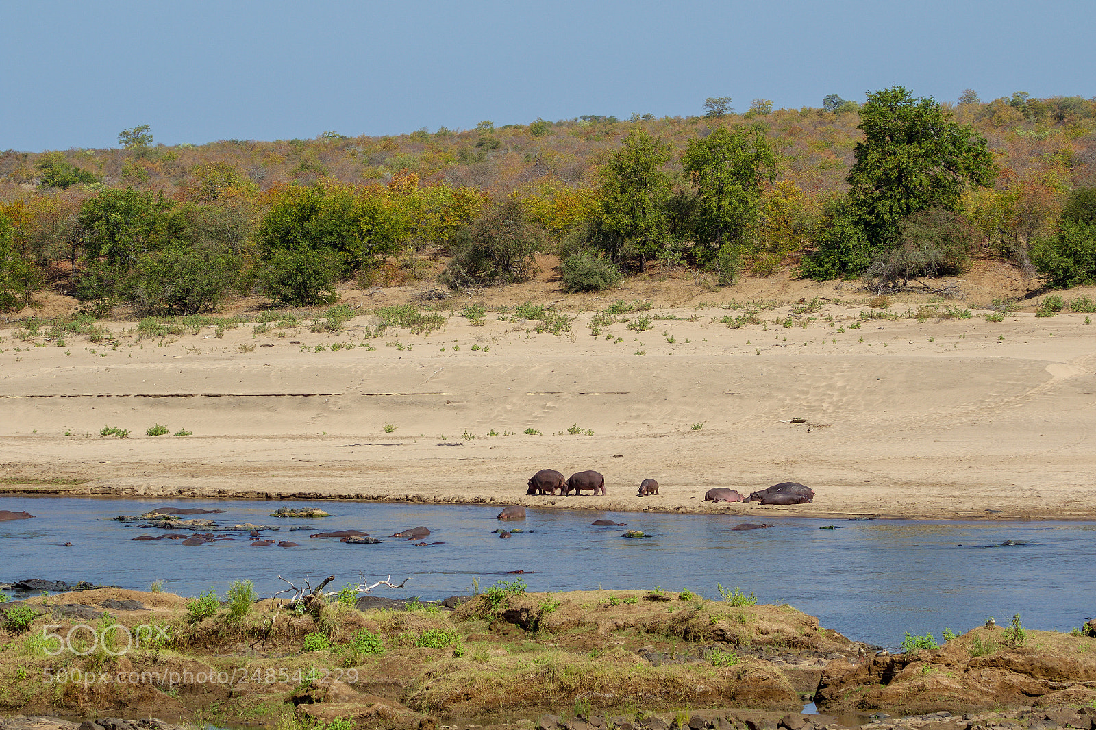 Canon EOS 7D Mark II sample photo. A herd of hippos photography